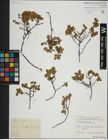 Foto von Salix herbacea L.